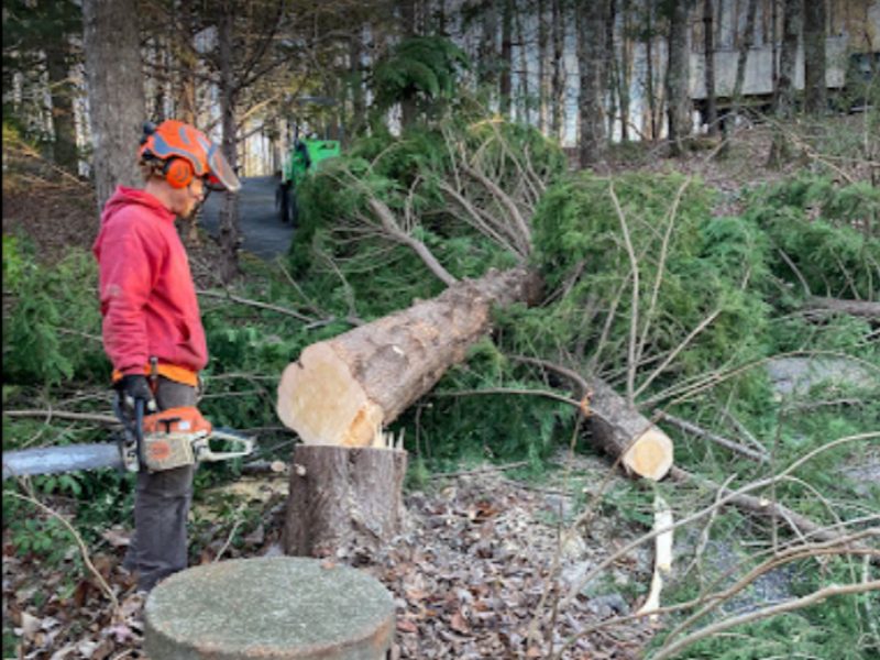 Drop-a-Top Tree Service Facebook ad: Professional Tree Service