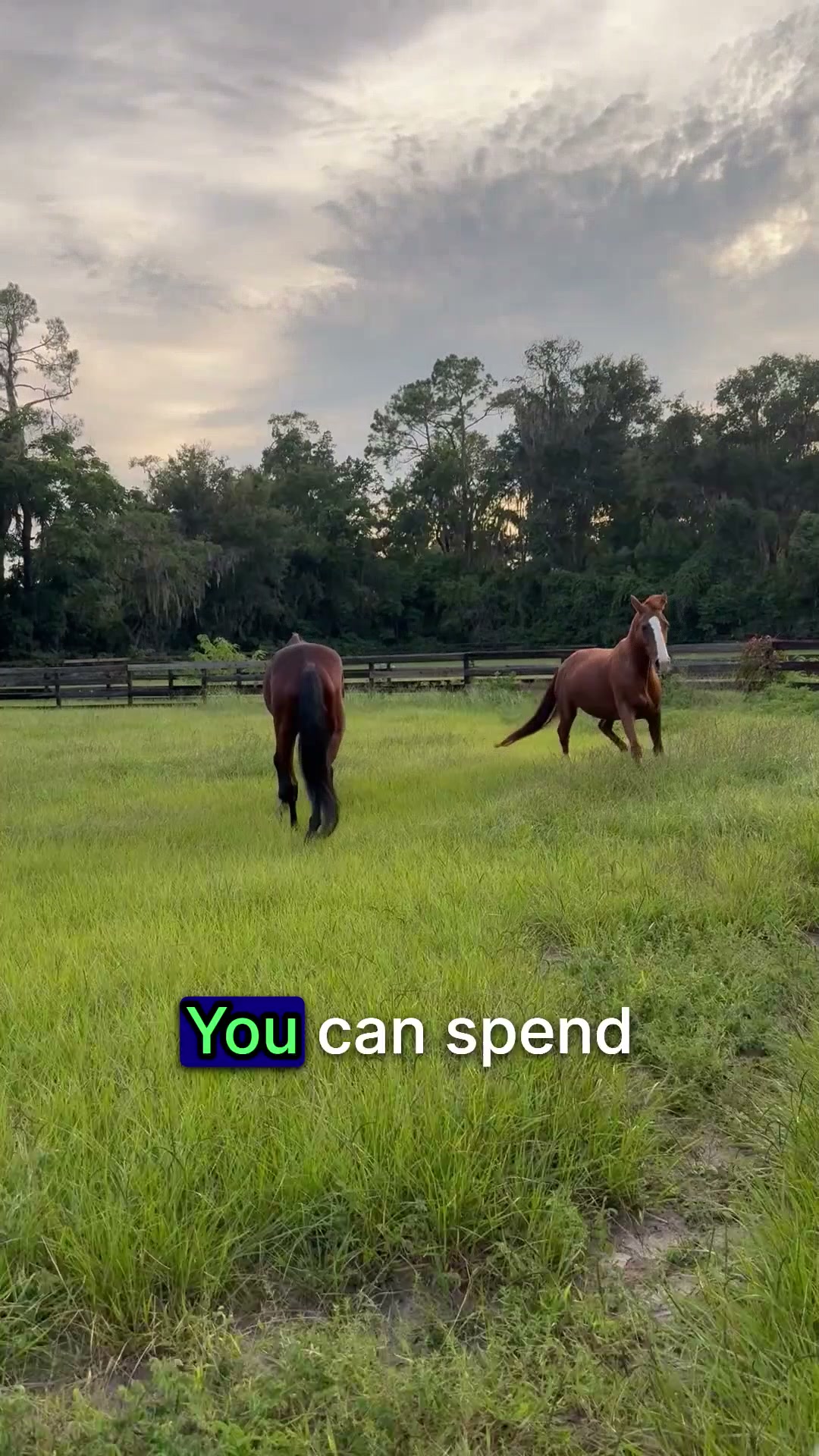 Equine Balanced Support Facebook ad: Better Choices for Your Horse
