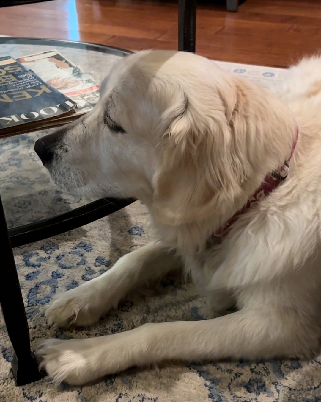 Ultimate Dog Parent Guide Facebook ad