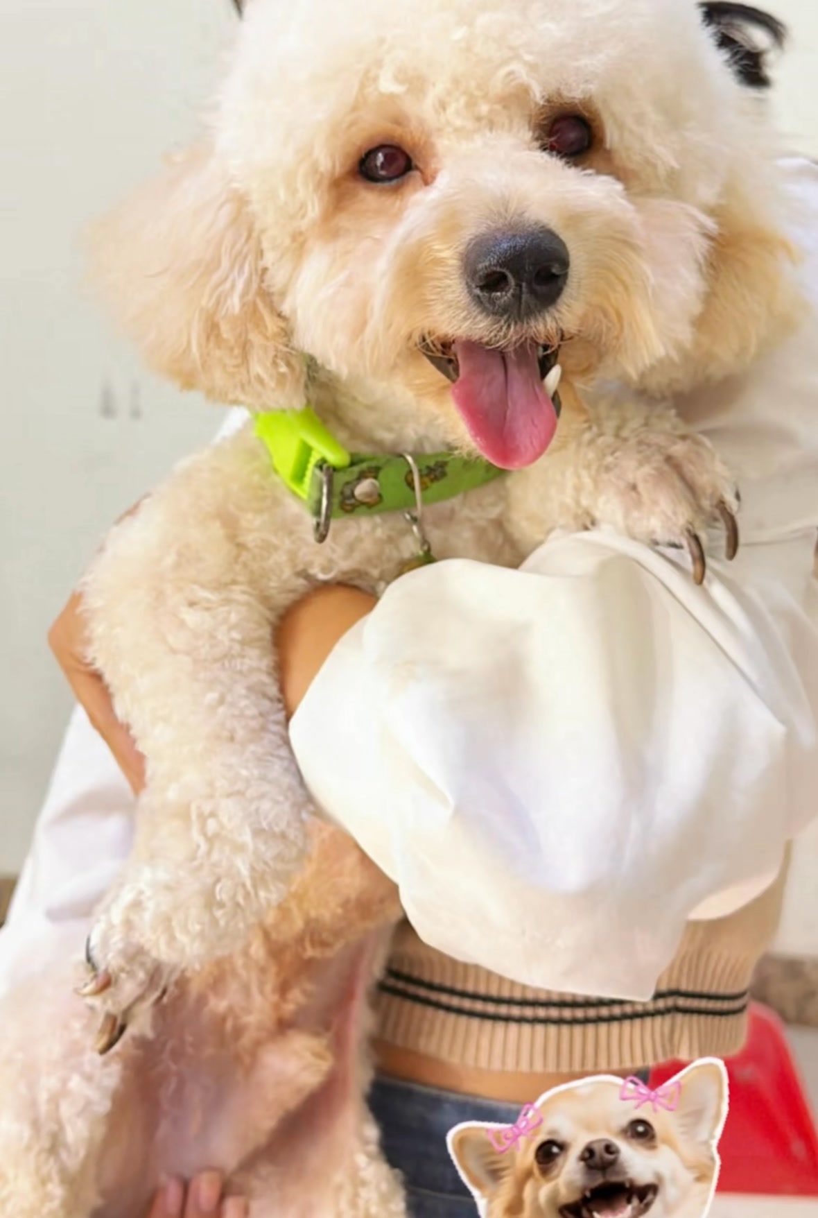 BuBu Pet Accessories-ហាងលក់សម្ភារះសត្វចិញ្ចឹម Facebook ad: មុន និង ក្រោយ!