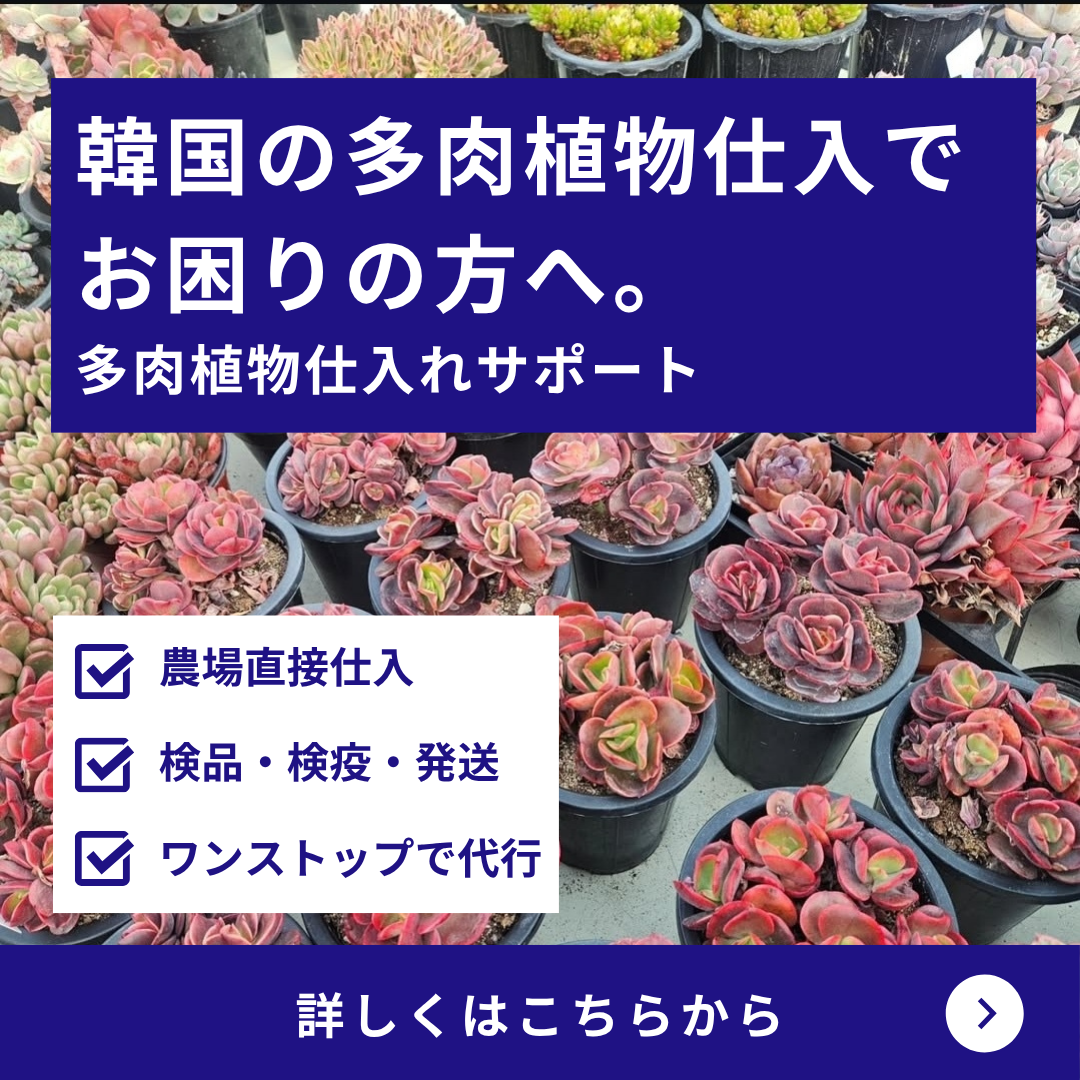韓国現地ビジネス通訳、仕入れ コリアサポート Facebook ad: 韓国での多肉植物の仕入サポート