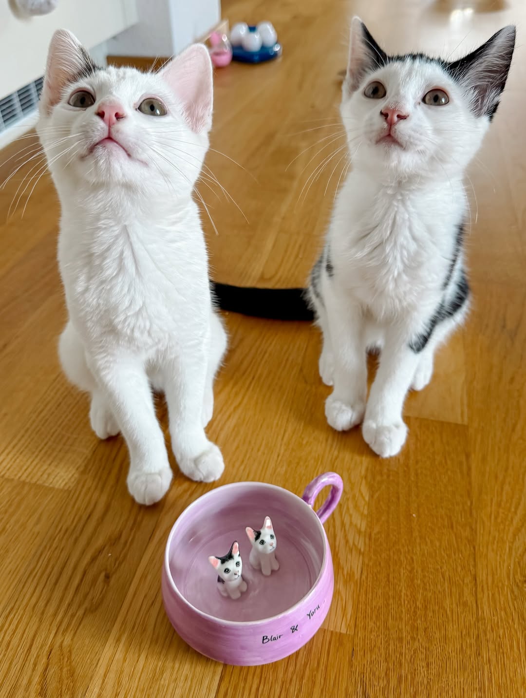 Pawows Facebook ad: Not all cat gifts feel personal