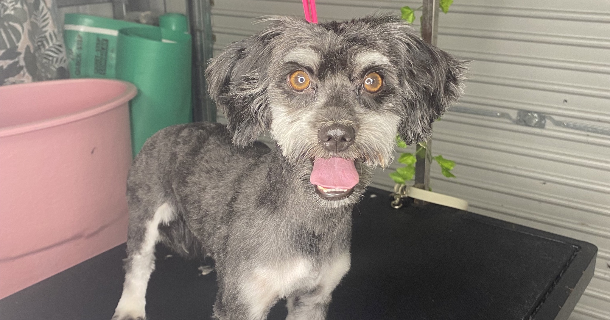 The Pup Crew Grooming Boutique Facebook ad: Ruff Ruff! Welcome to The Pup Crew Boutique!