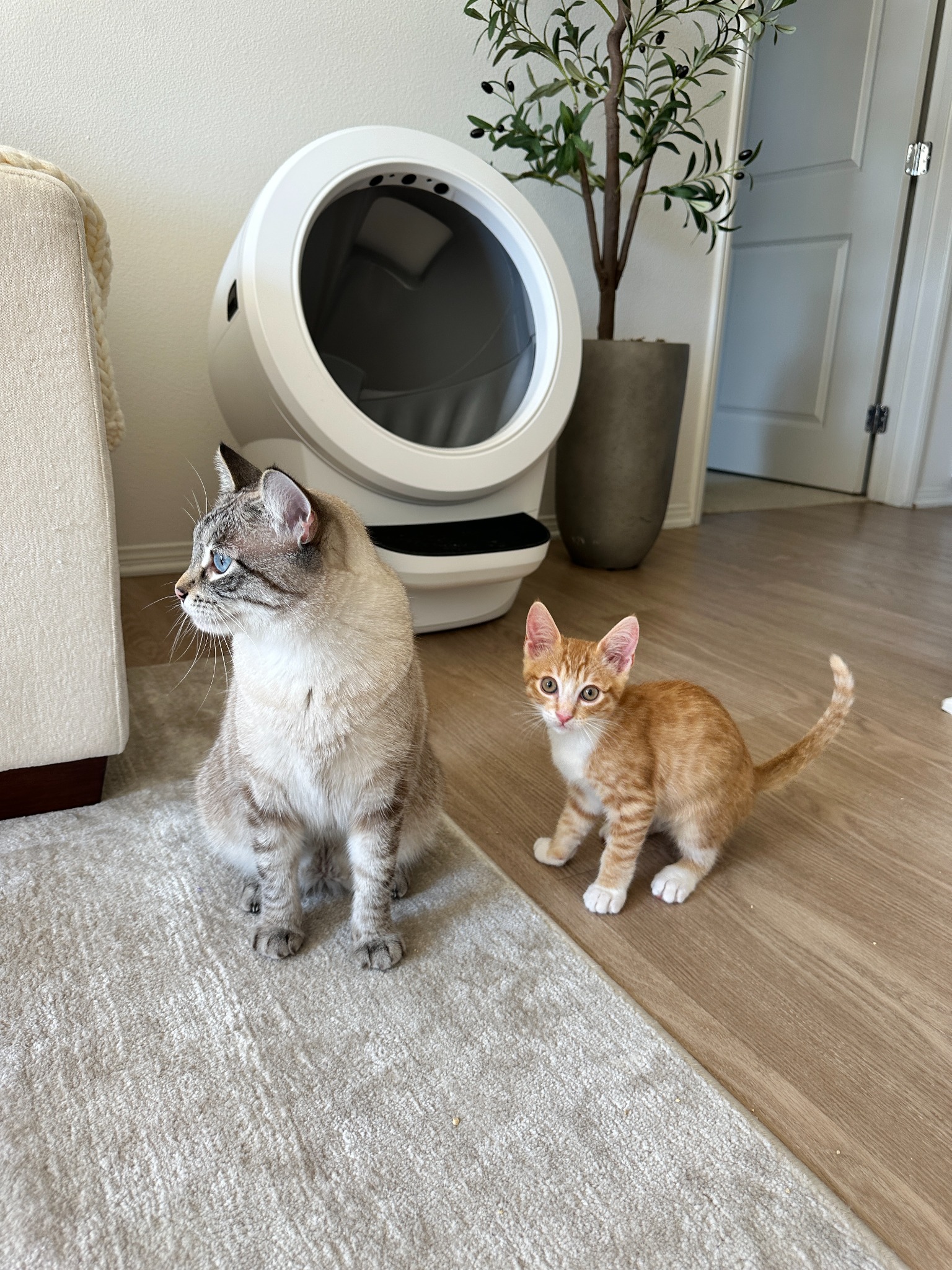 Litter-Robot by Whisker Facebook ad