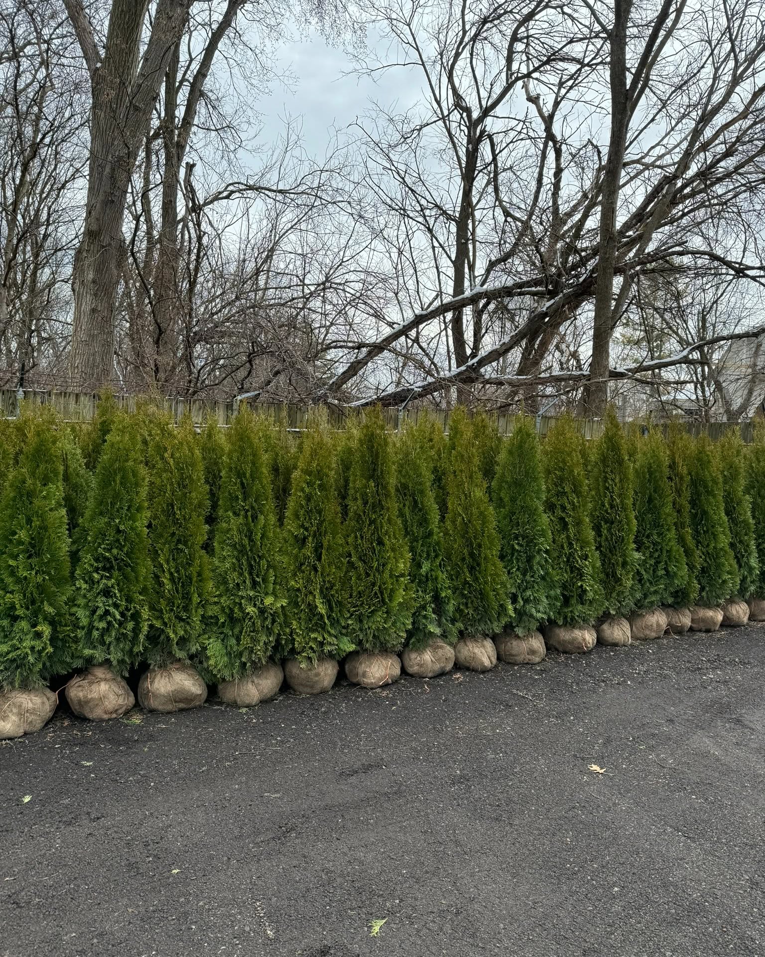 Arthur Miekina Facebook ad: Spring 2026 Tree Pre-Order - Emerald Green Arborvitaes…