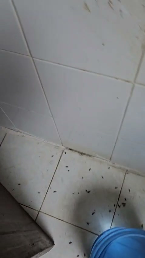 Al Madina Pest Control Service Facebook ad: SPECIAL WEEKEND PEST CONTROL OFFER