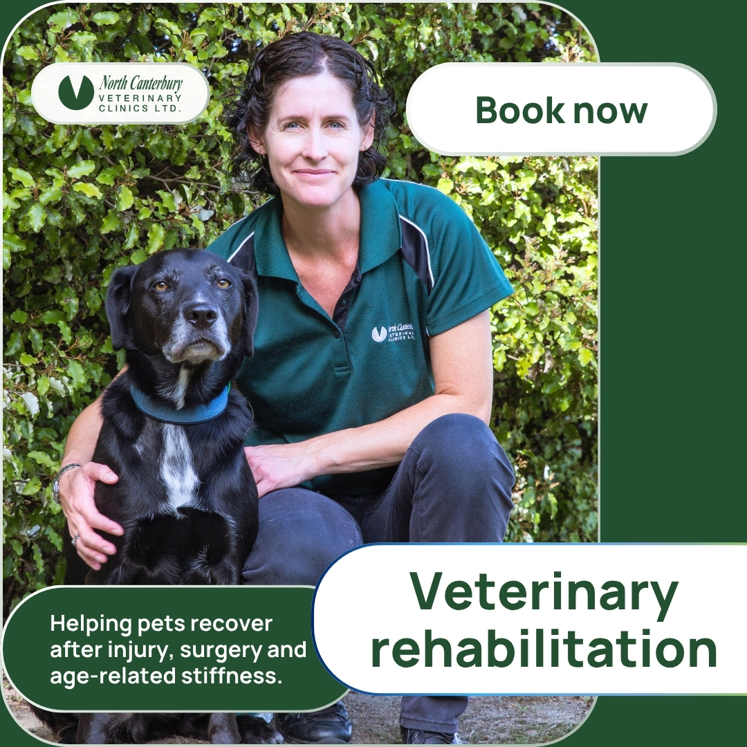 North Canterbury Vet Clinics Facebook ad: Our rehabilitation team helps reduce pain, restore movement…