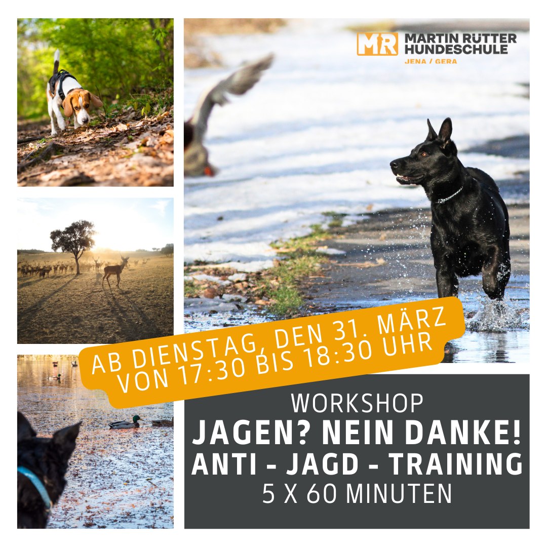 Martin Rütter Hundeschule Jena - Gera Facebook ad: Angebote zum Thema Jagen? Nein, danke!, Anti-Jagd-Training…