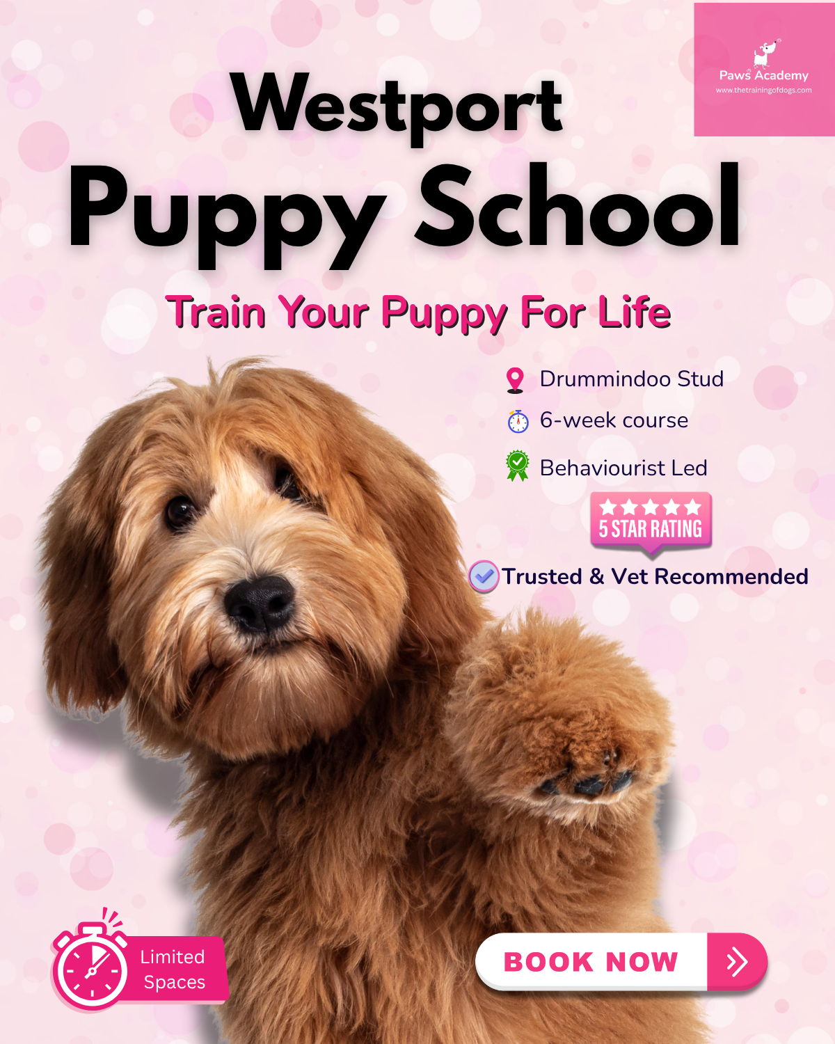 Paws Academy Dog Training Facebook ad from Jul 24, 2025