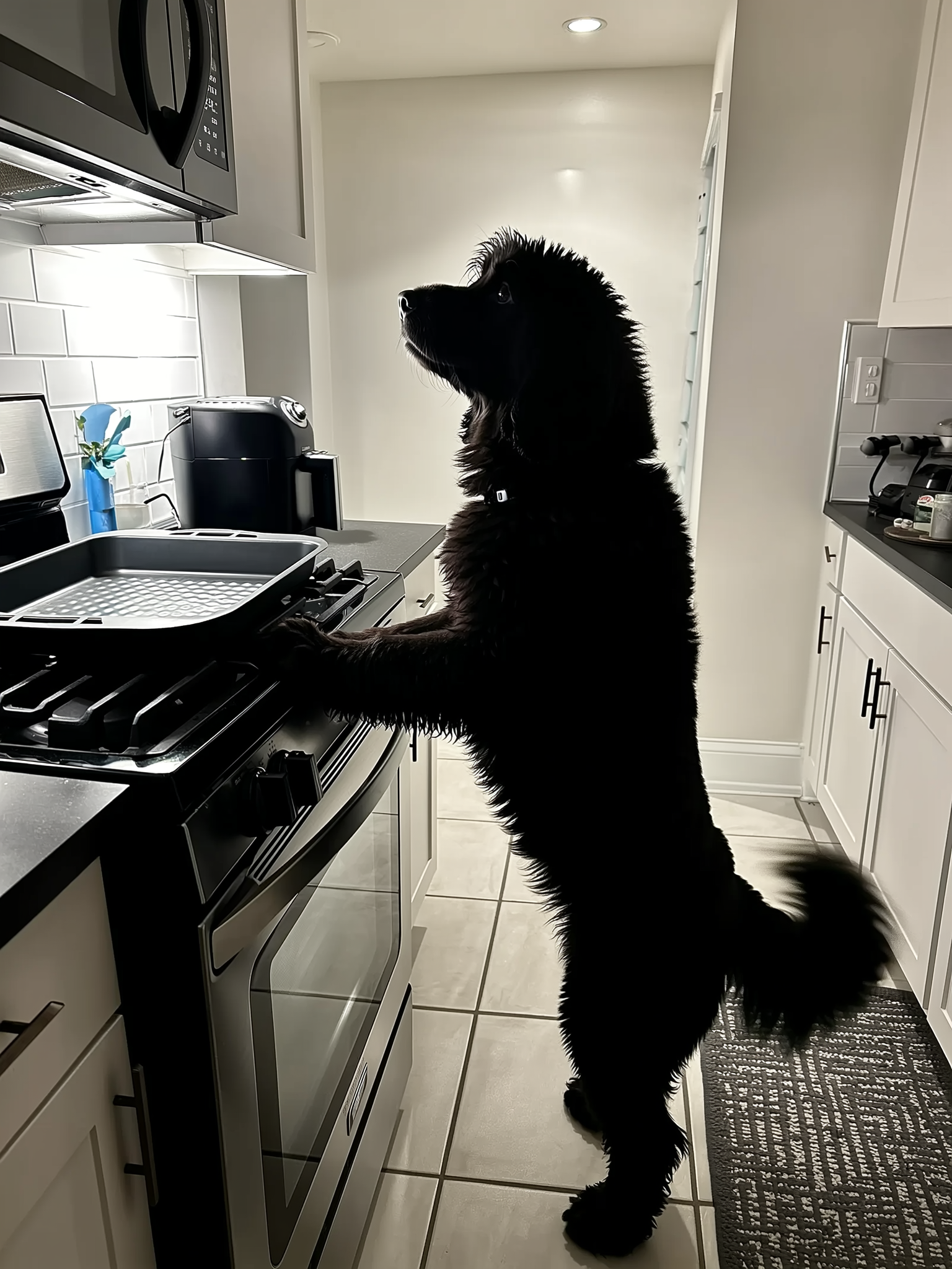 Myoten Facebook ad: Read This If Your Dog Smells