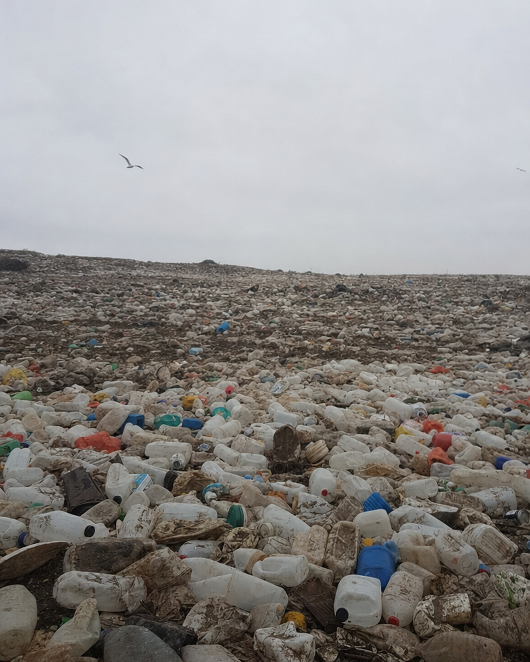Save Our Planet Facebook ad: Is Your Recycling Bin Worse Than Your Trash Can?