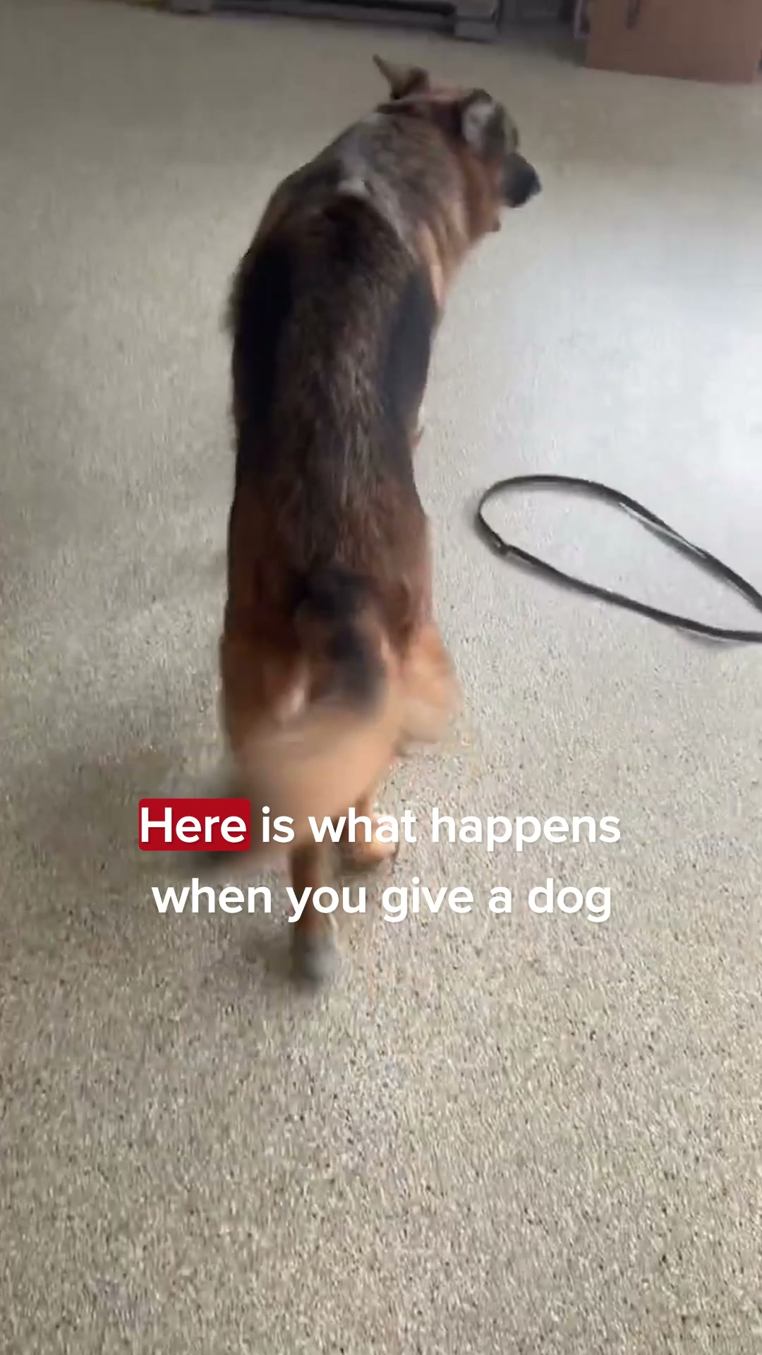 Pets Are Kids Facebook ad: DM: The Silent Mobility Thief