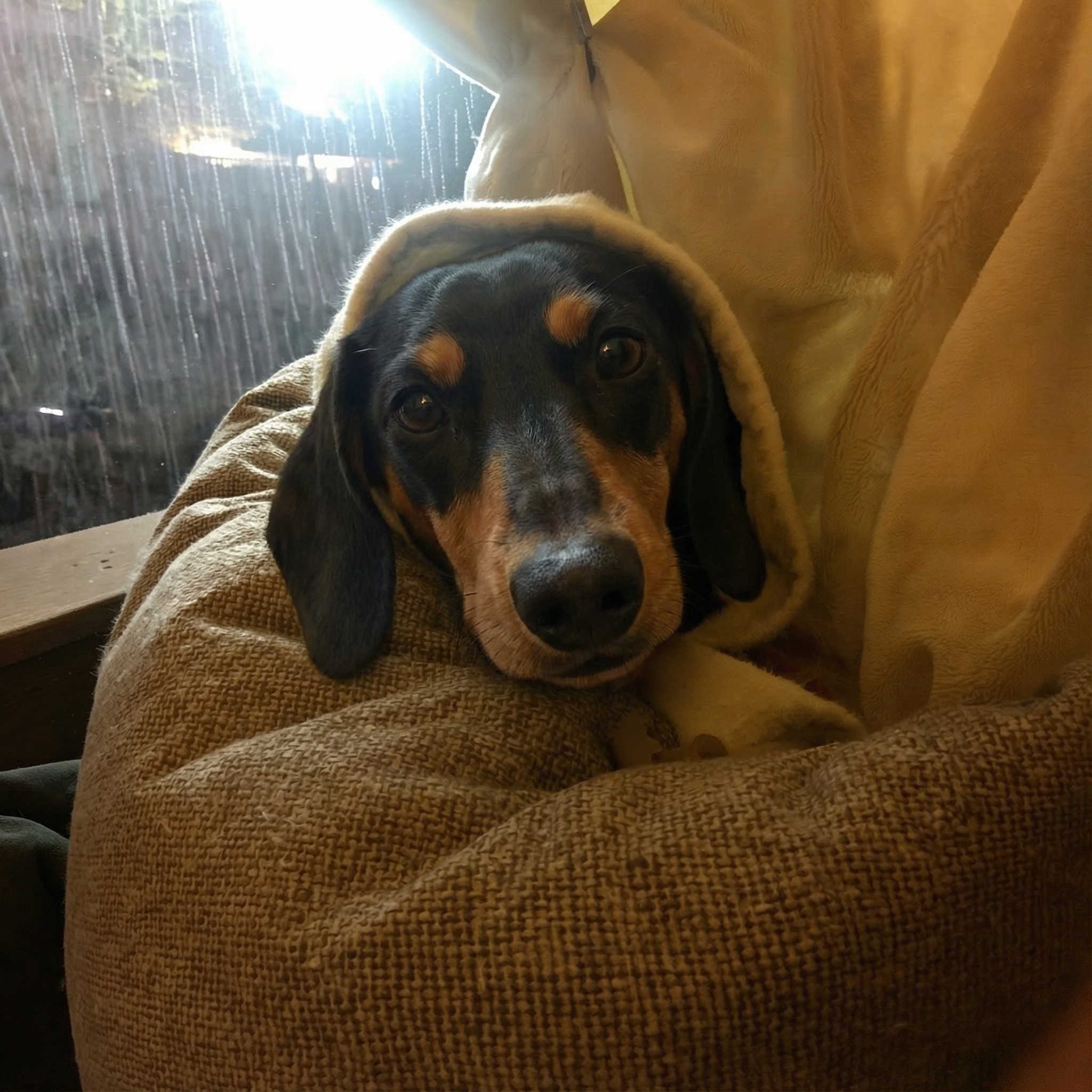 Burrower Club Facebook ad: It's Not Separation Anxiety