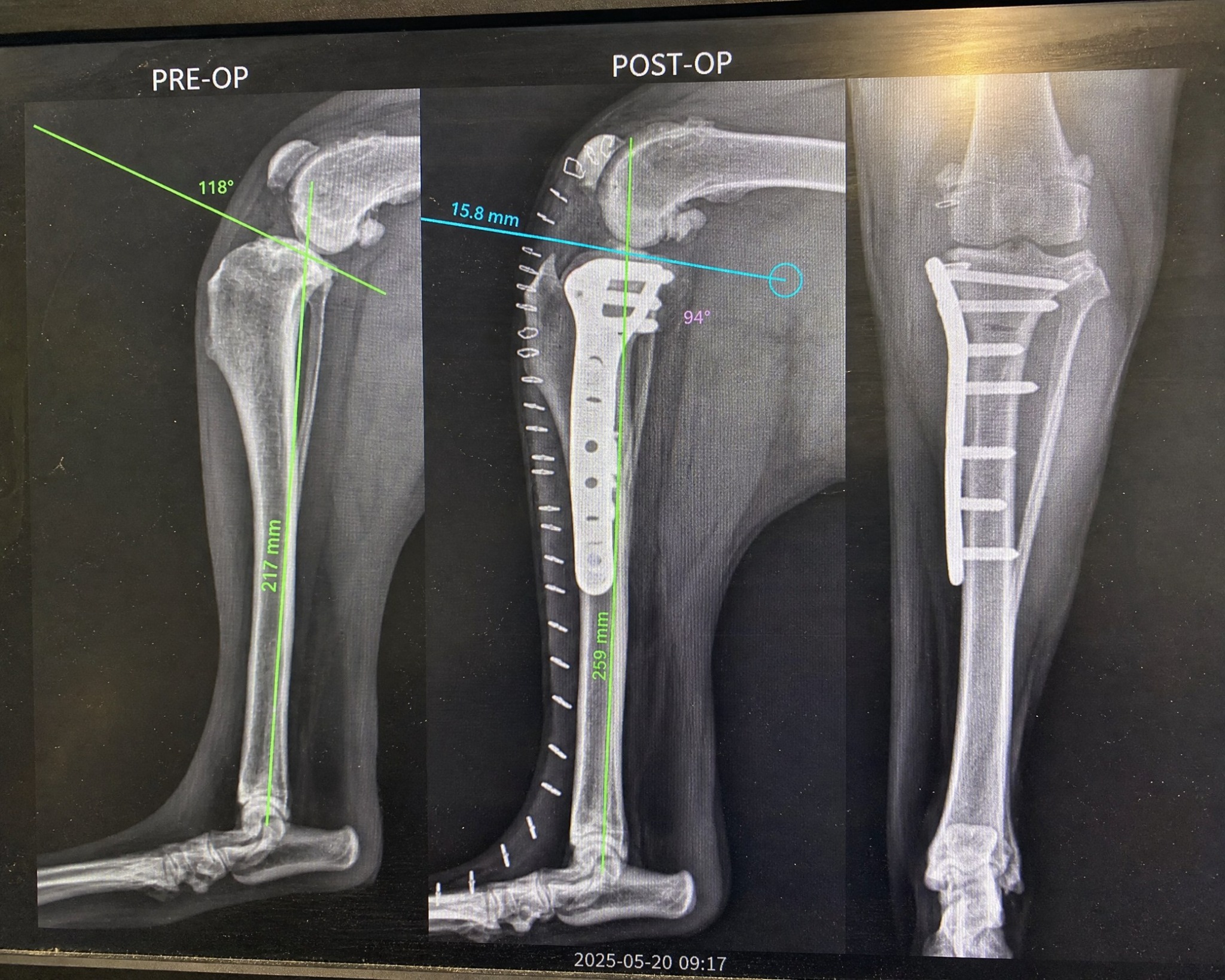 Carol Bennett Facebook ad: Why Your Dog’s TPLO Isn’t Healing.