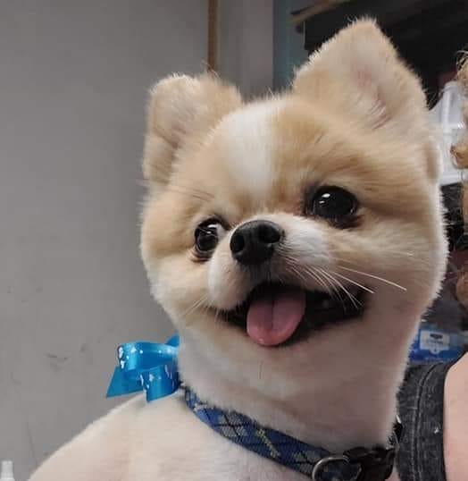 Delightful Dog Grooming - Sunset Harbor Facebook ad: We offer quality pet grooming to the Sunset…