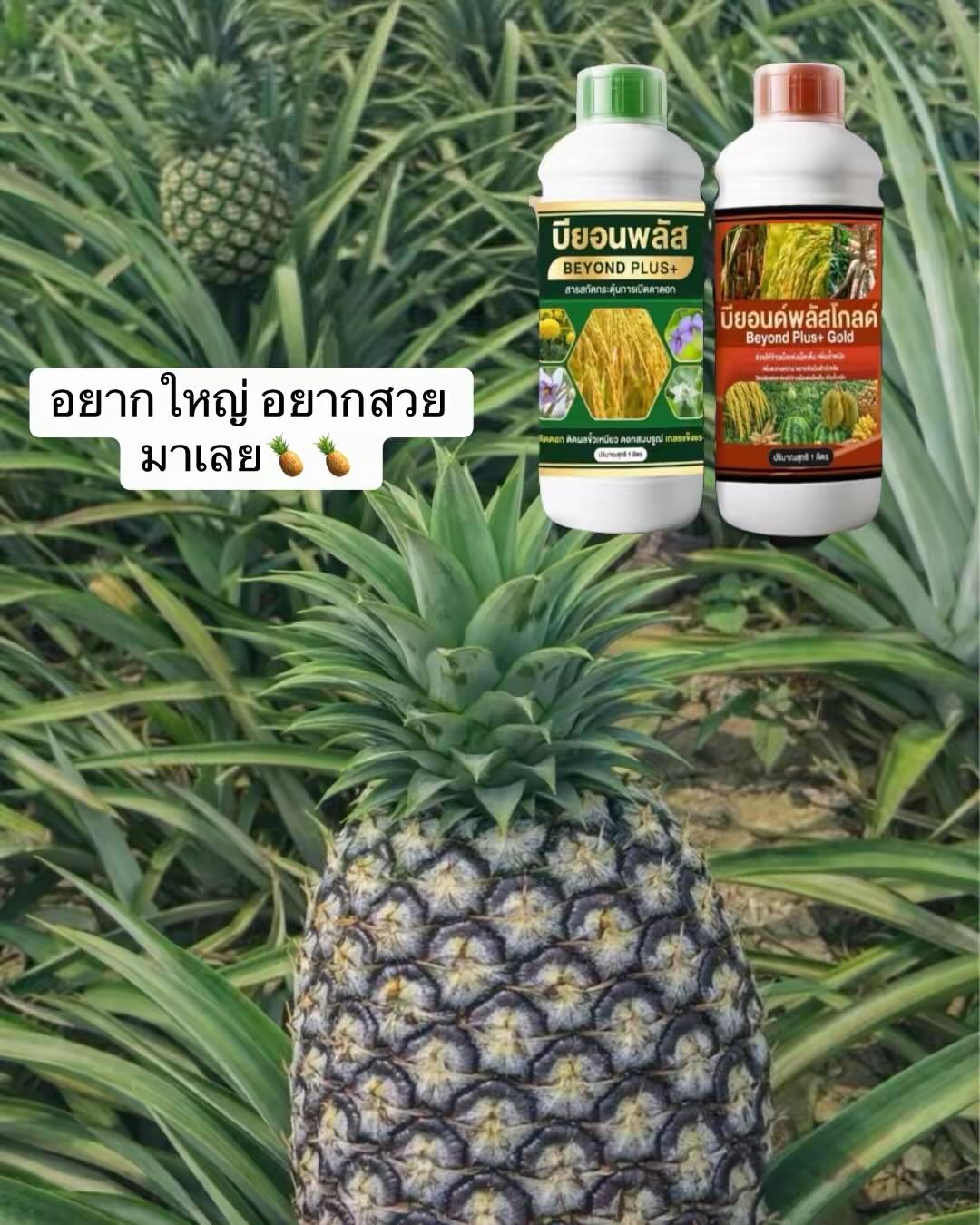 บียอนด์พลัส ปุ๋ยน้ำทางใบ อาหารเสริมพืชทุกชนิด Facebook ad: สร้างเนื้อ เพิ่มหวาน