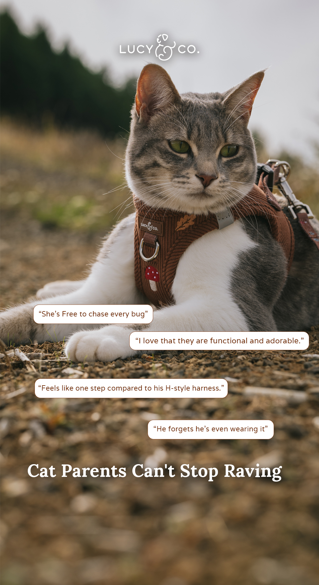Lucy & Co. Facebook ad: Cat Parents Rate This 10/10