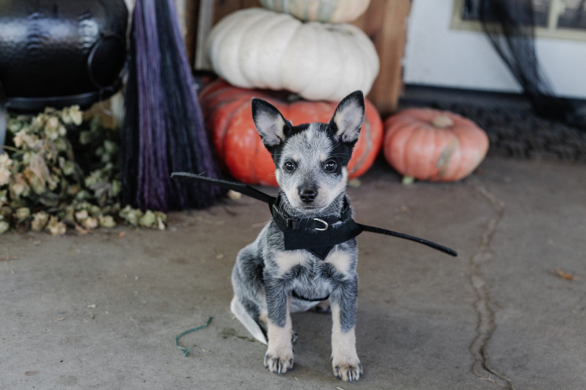 Chuck & Don's Pet Food & Supplies Facebook ad