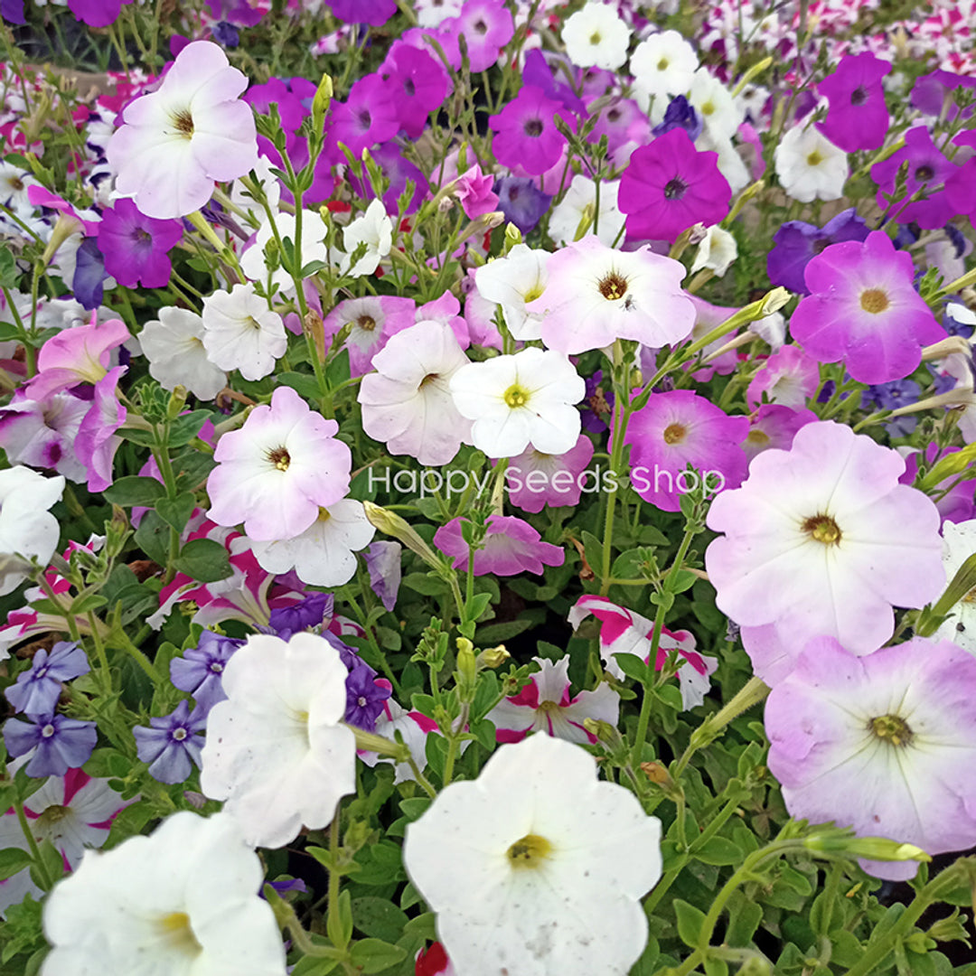 Happy seeds shop Facebook ad: Deal Offers on Gardening products