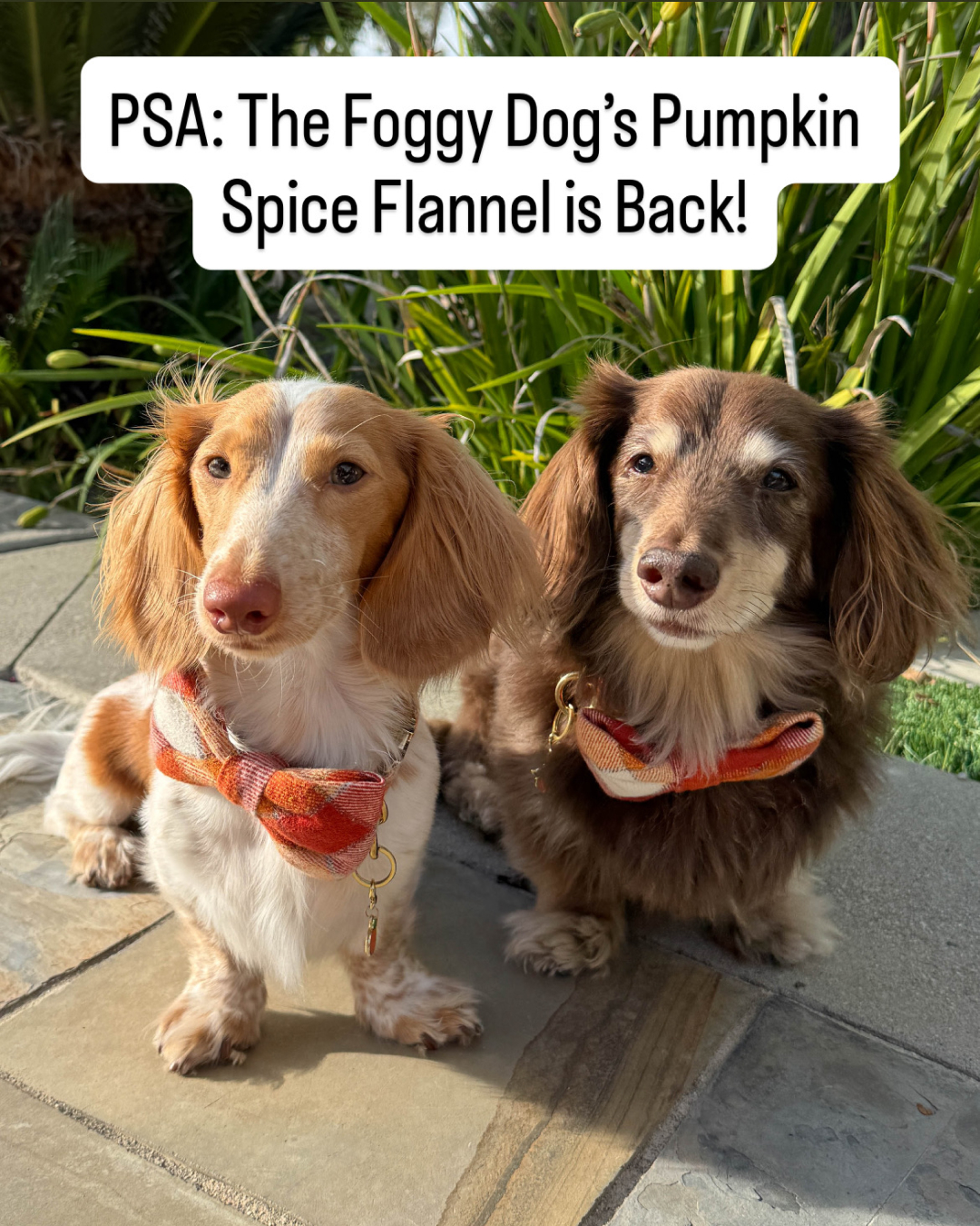 The Foggy Dog Facebook ad