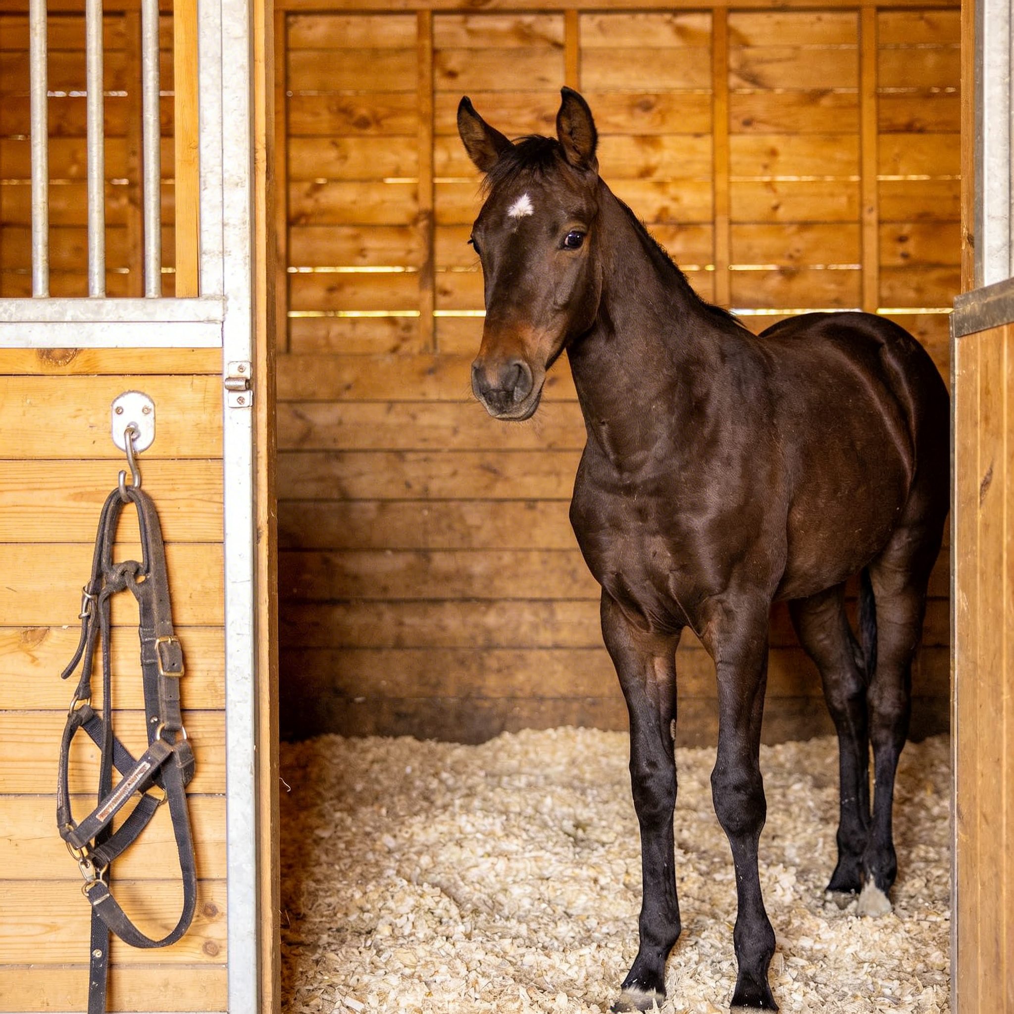 Lenny Robinson Facebook ad: If you haul horses, you need this in your trailer