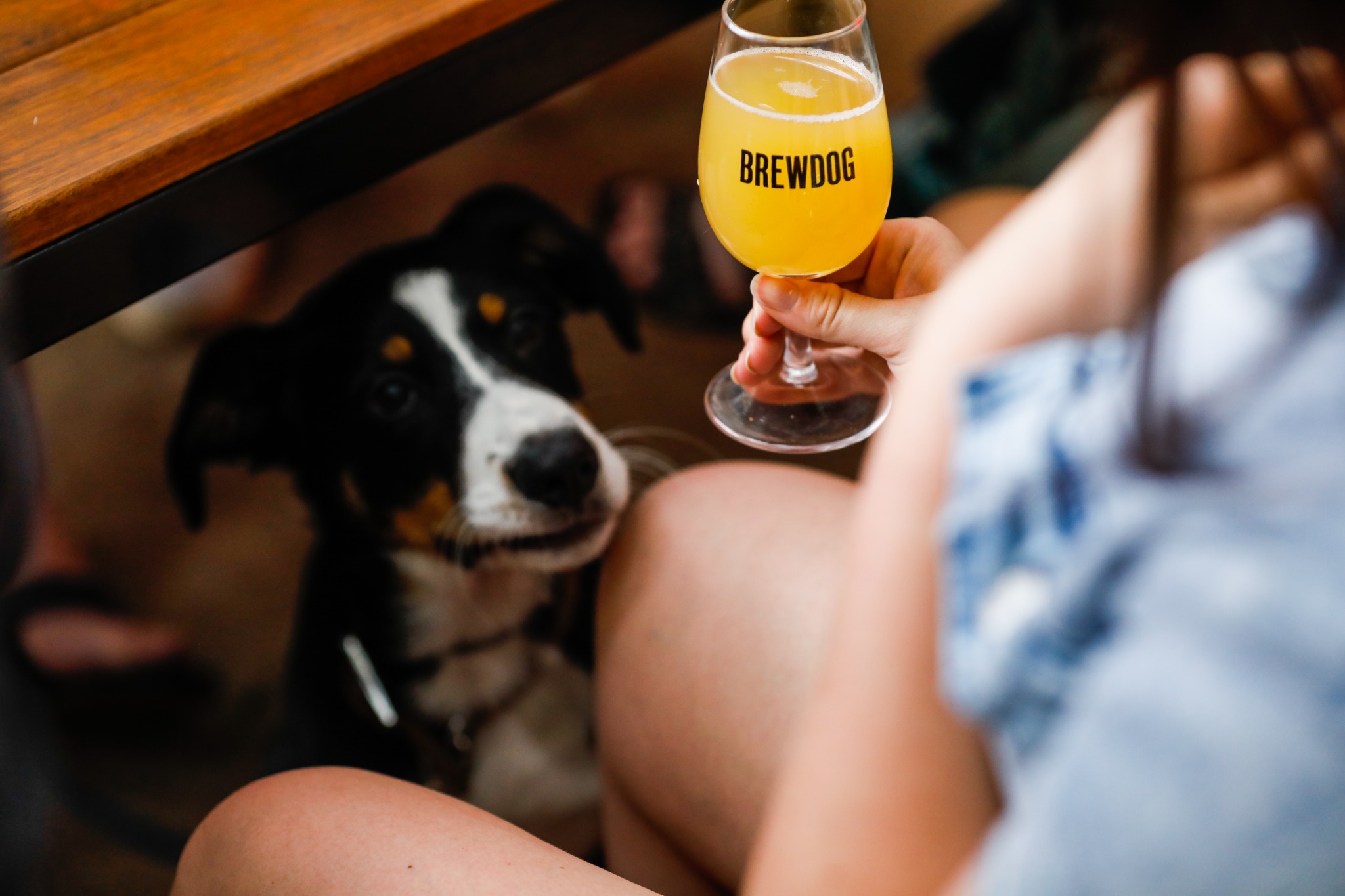 BrewDog Perth Facebook ad: BrewDog Perth is a haven for furry friends…