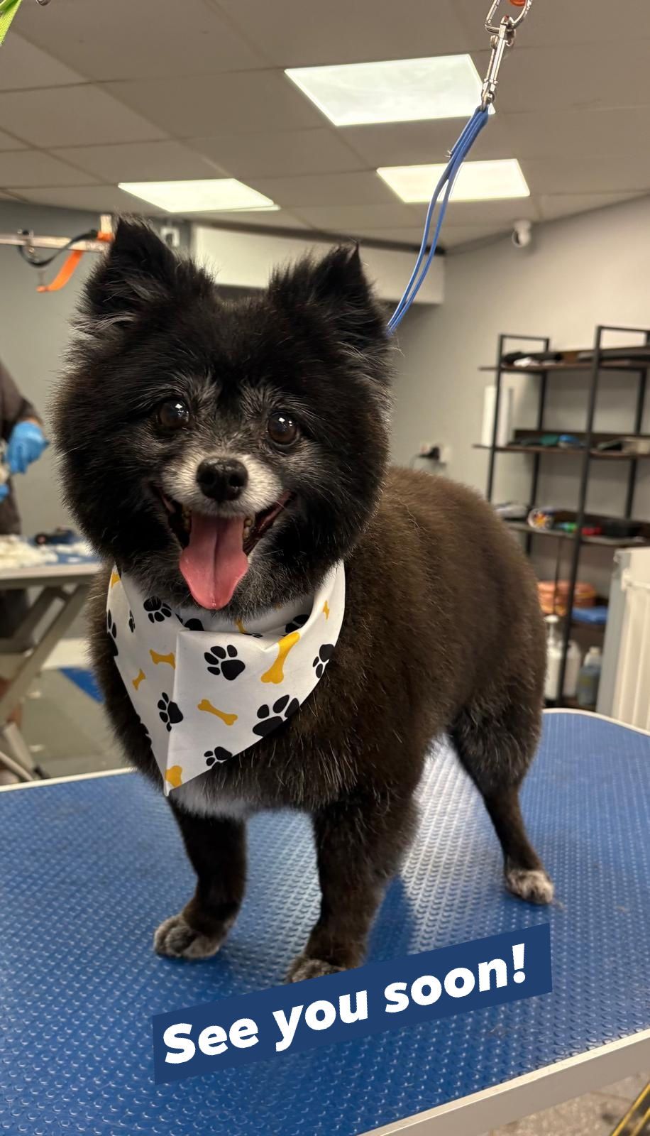 Big Paws Dog Grooming Facebook ad