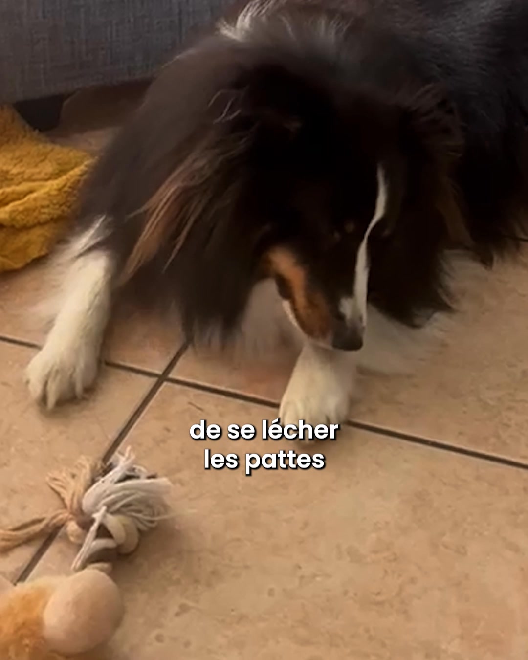 Réglo Facebook ad: Les réactions allergiques de votre chien ne passent pas…