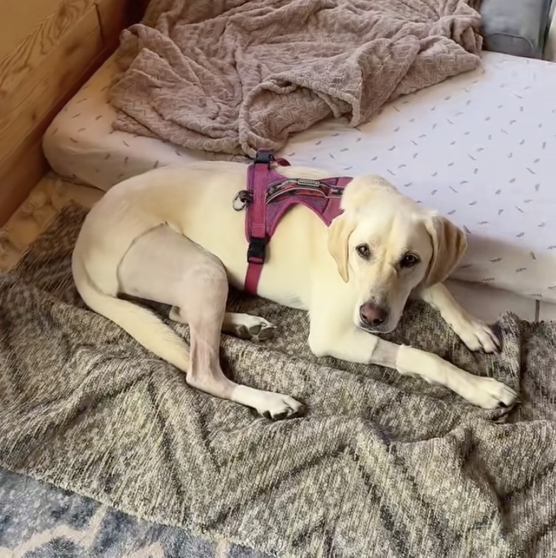 Sarah Hobson Facebook ad: Read if you're watching your dog limp and feeling helpless