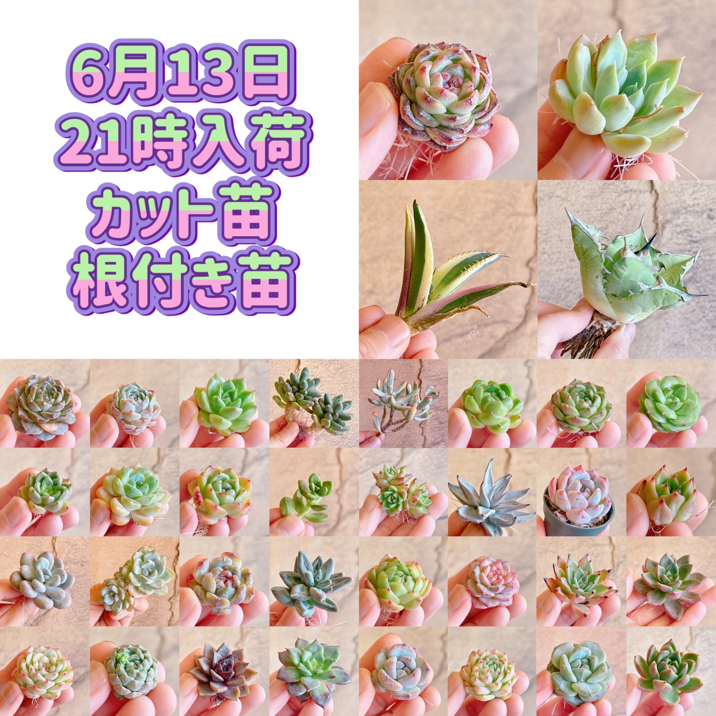bull_succulent Facebook ad: 6月13日(土)21時、入荷苗のご紹介