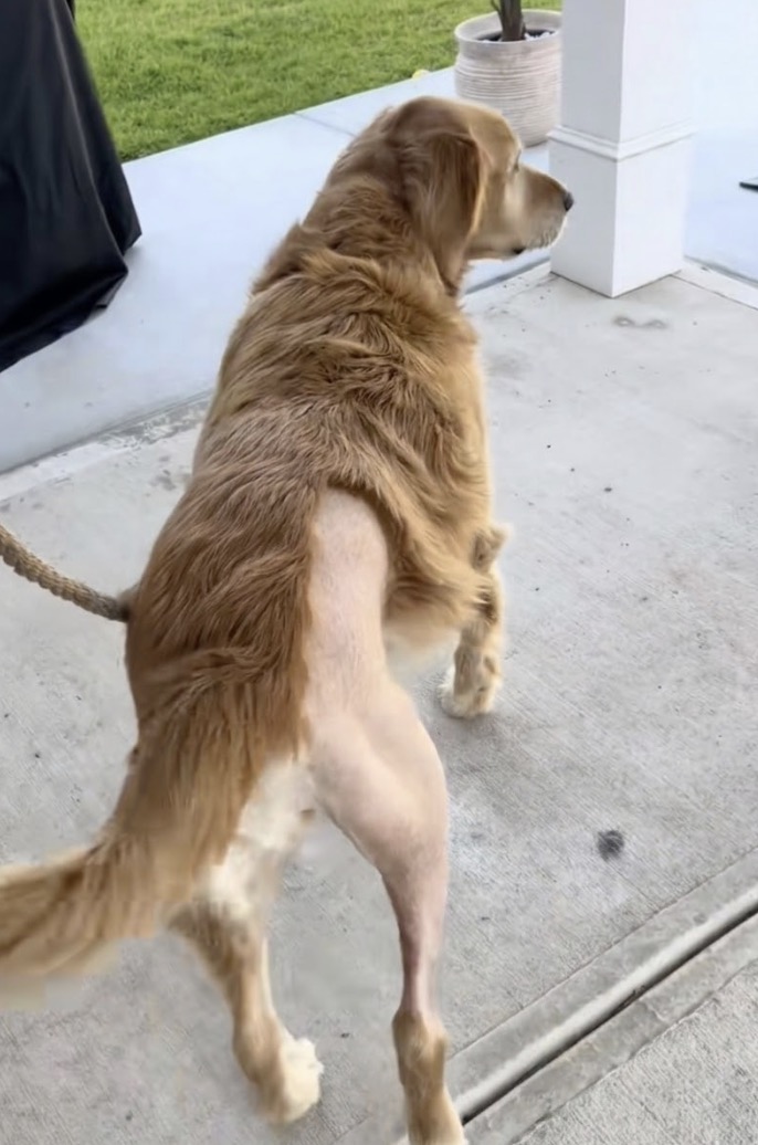 Sarah Hobson Facebook ad: Read if you're watching your dog limp and feeling helpless
