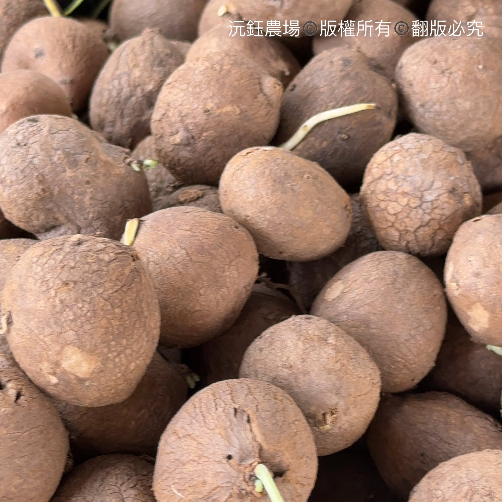 沅鈺農場 多肉植物栽培場 批發 零售 Facebook ad: 圓葉山烏龜