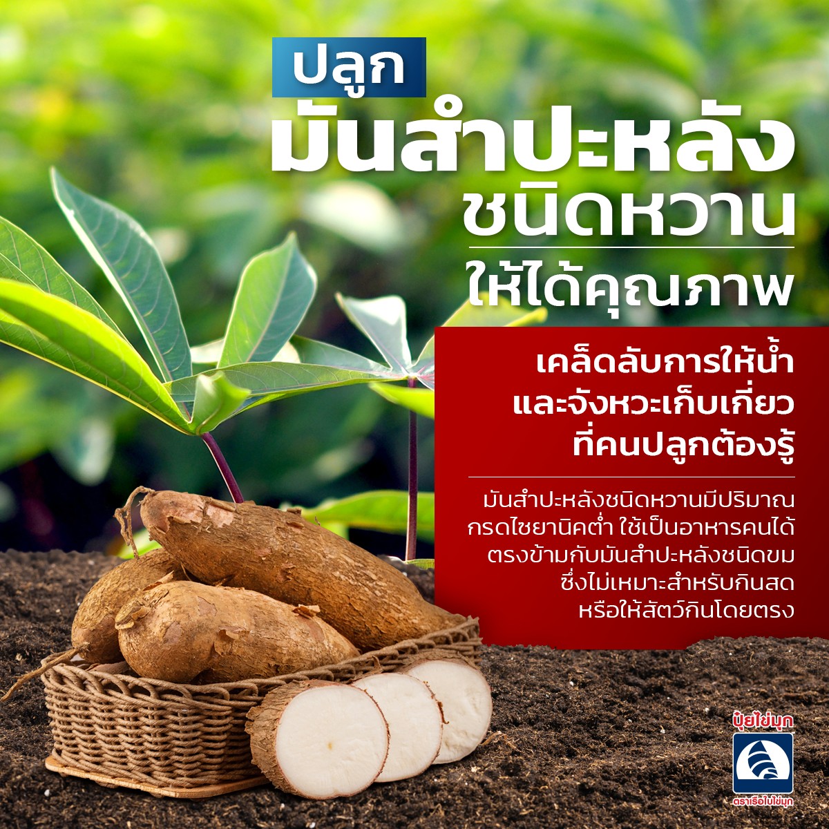 ปุ๋ยไข่มุก เกษตรพันล้าน Facebook ad: มันสำปะหลัง พืชหัวที่สะสมแป้งได้สูงมาก ให้พลังงานดี…
