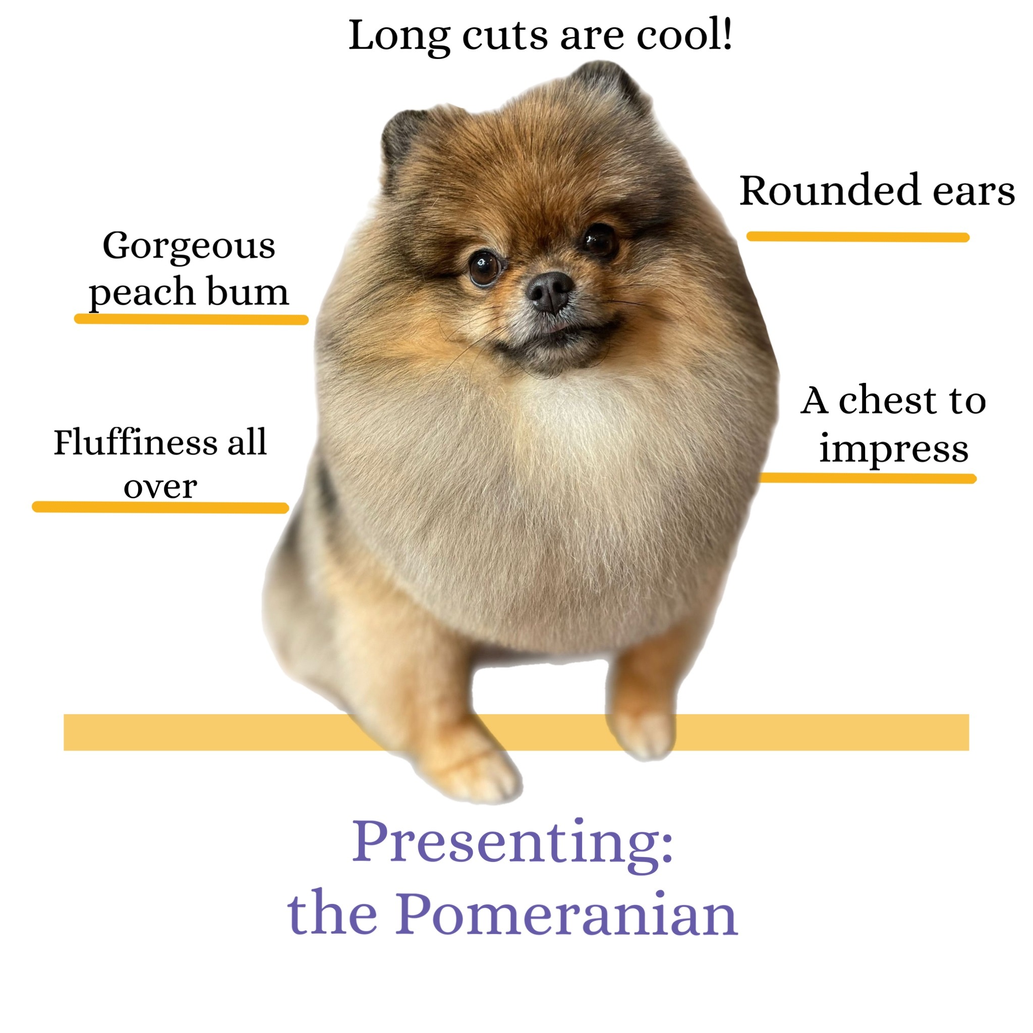 Pamppy Grooming & SPA Facebook ad: We have our heart set on one thing…