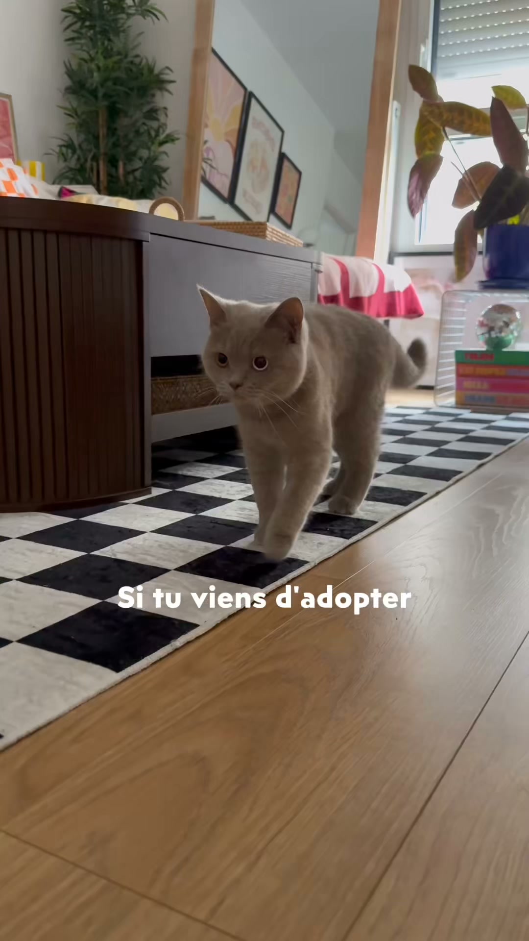 Ziggy Facebook ad: POUR LA SANTÉ DES CHATS DIABÉTIQUES