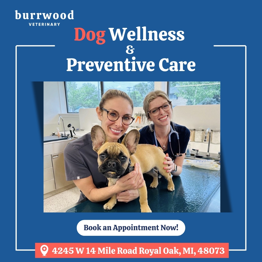Burrwood Veterinary Facebook ad: Get Your Dog Checkup Done