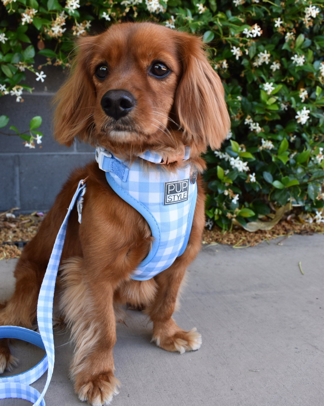 PUPSTYLE Store Facebook ad