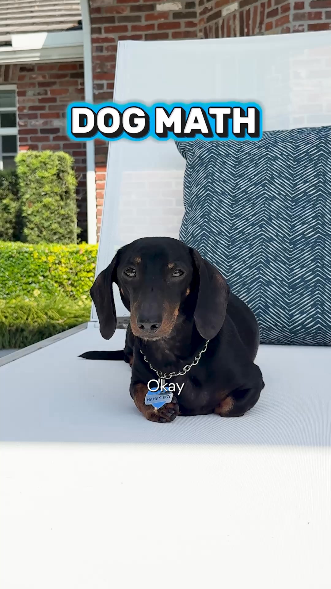 Chewy Facebook ad: Save on pet meds every day
