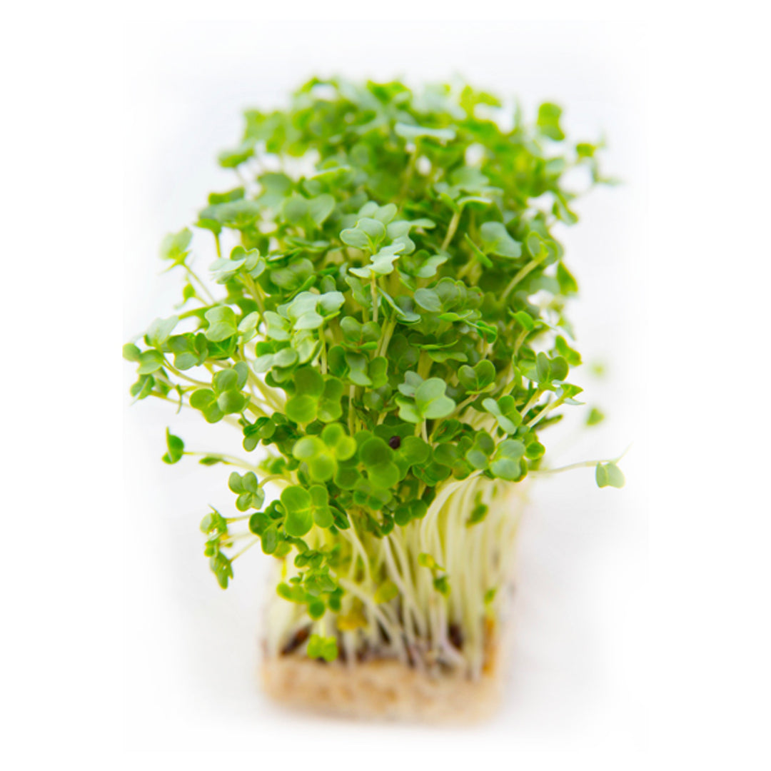 AllThatGrows Facebook ad: Get started on your garden journey with AllThatGrows!