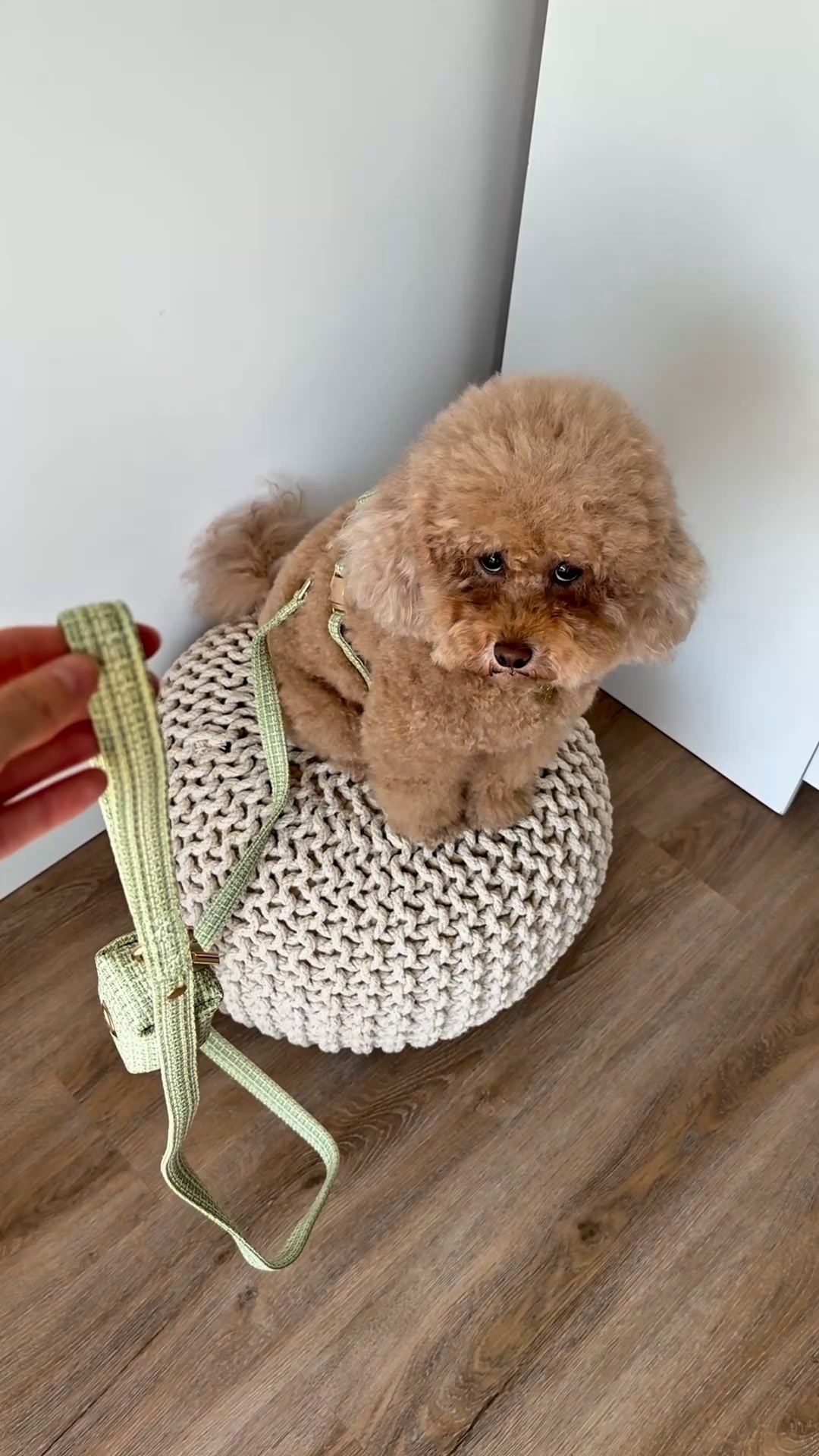 floofsandcookies Facebook ad: The Chloe Collection