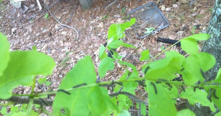 Twin Ports Pest & Lawn Management Facebook ad