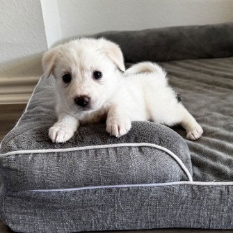 Operation Pets Alive Facebook ad: Looking for your furever friend?