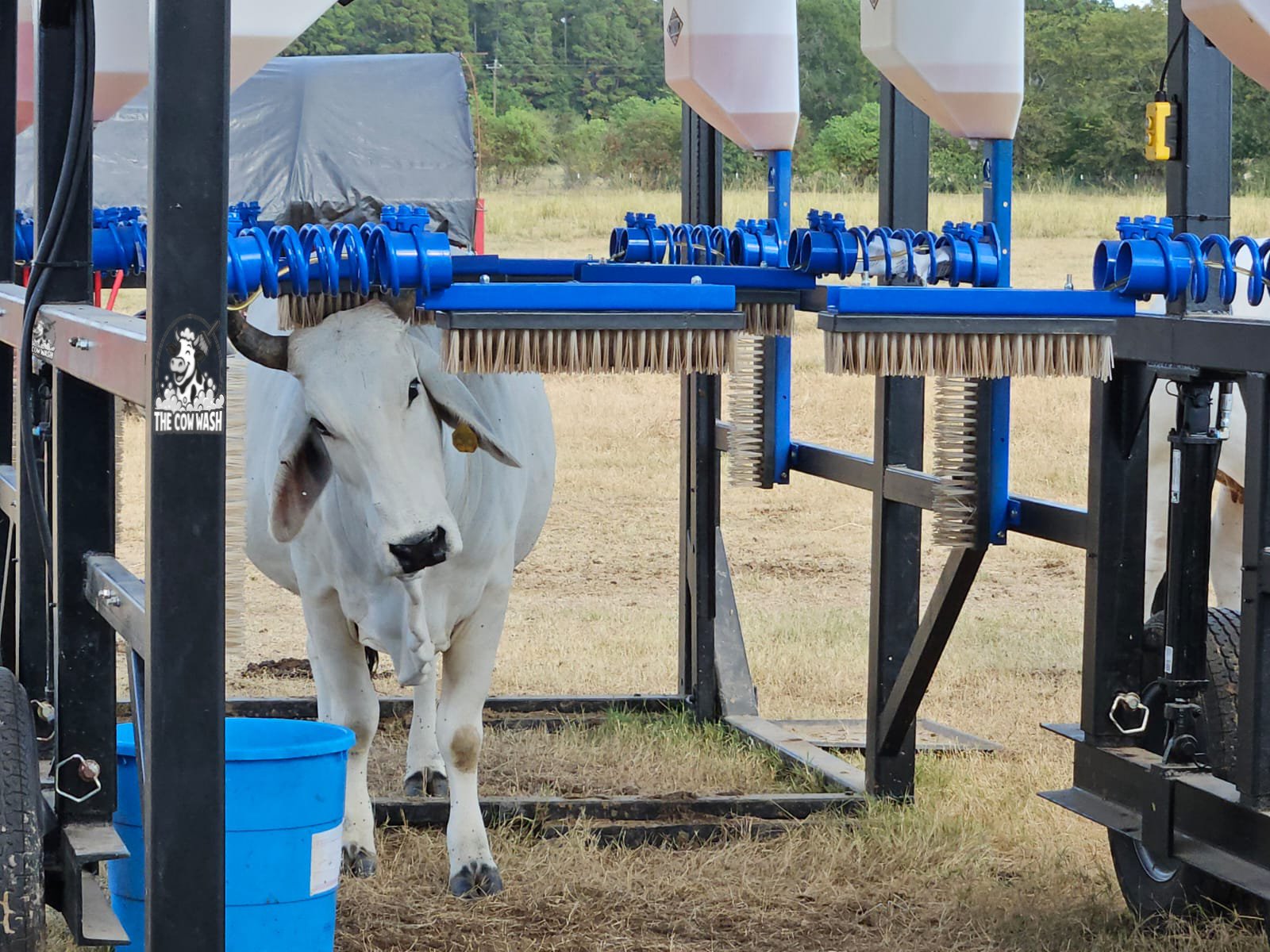 Zachary Burghli Facebook ad: The Cow Wash