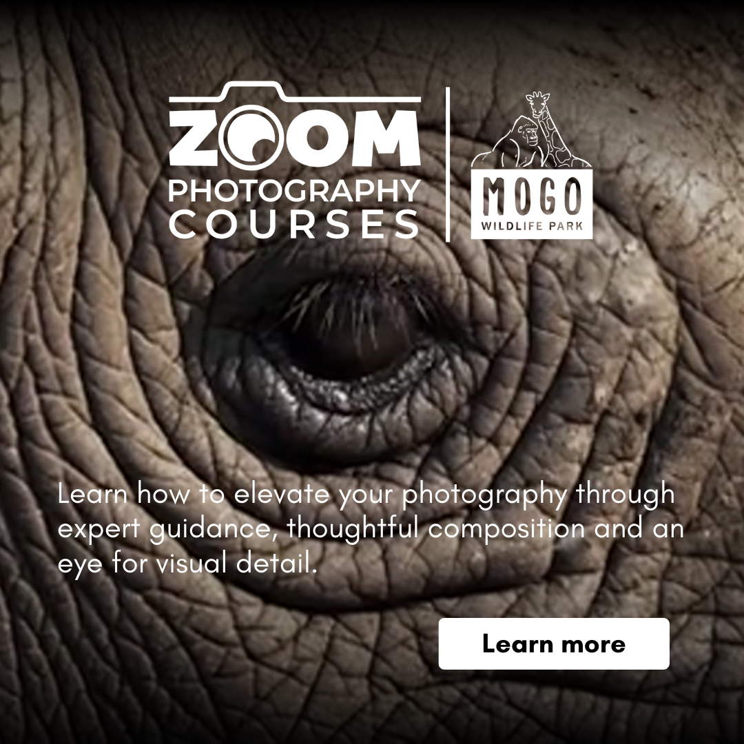Mogo Wildlife Park Facebook ad