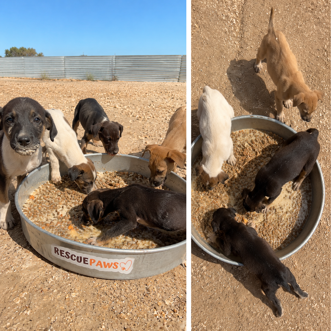 Rescue Paws Facebook ad