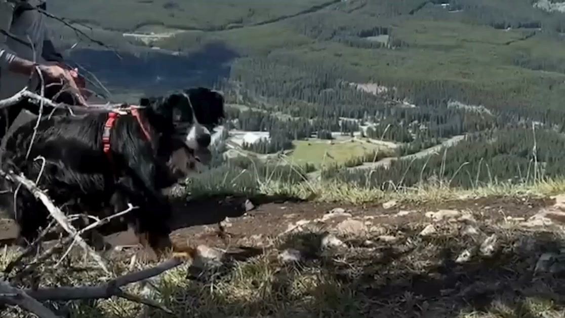 Rockymountaindog Facebook ad from Jul 7, 2026