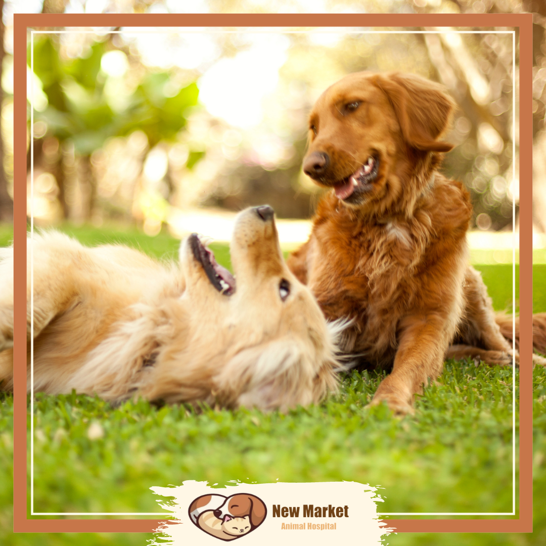 New Market Animal Hospital Facebook ad