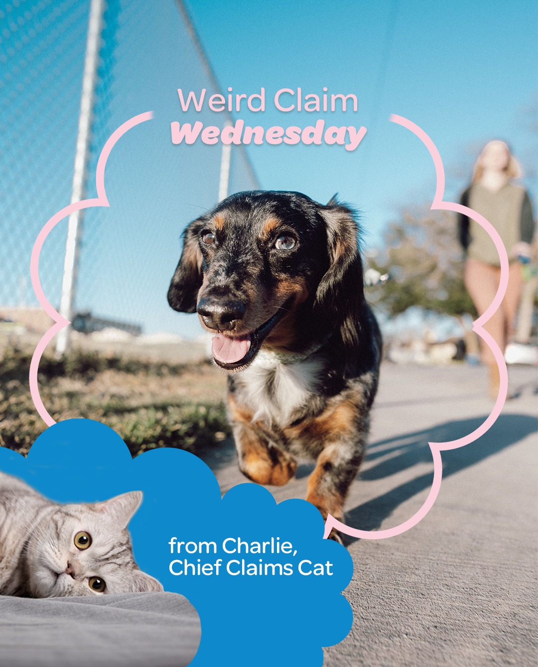 Southern Cross Pet Insurance Facebook ad