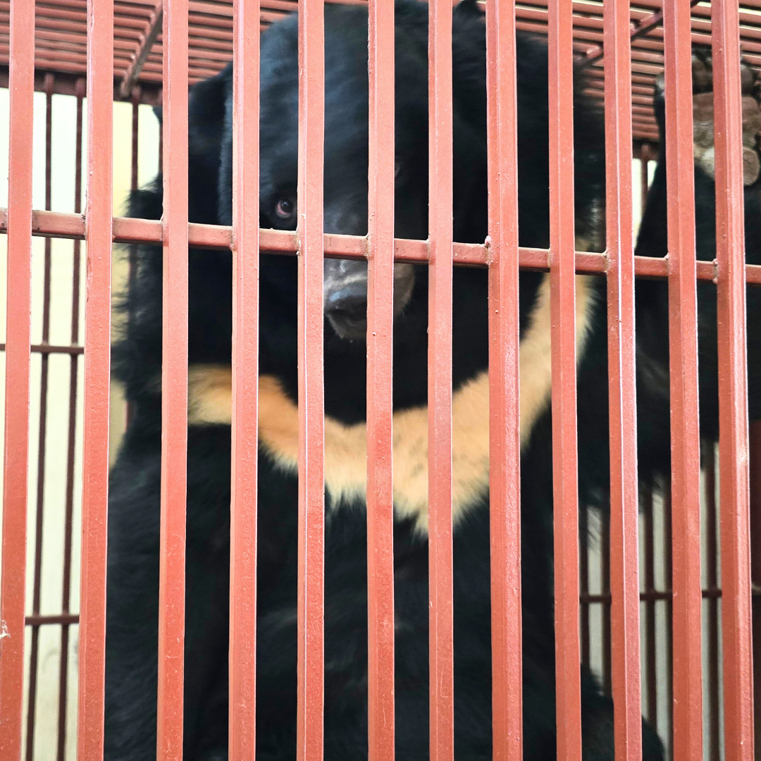 Animals Asia Facebook ad: Save Bears Lives