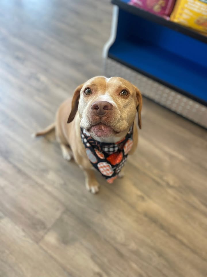 Wakefield Pet Spa Facebook ad: Where tails wag & pets shine!